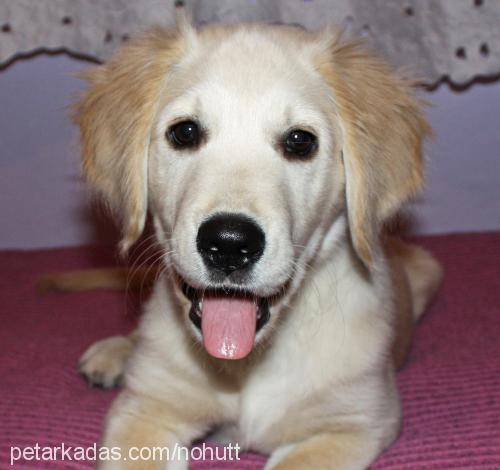 nohut Dişi Golden Retriever