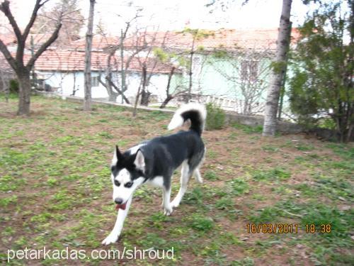 yağmur Dişi Sibirya Kurdu (Husky)