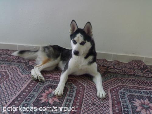 yağmur Dişi Sibirya Kurdu (Husky)