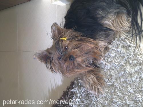 flafİ Erkek Yorkshire Terrier