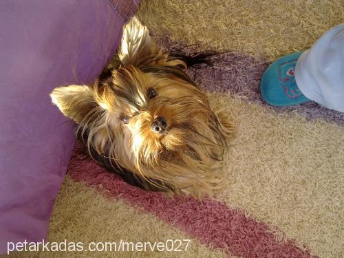 flafİ Erkek Yorkshire Terrier