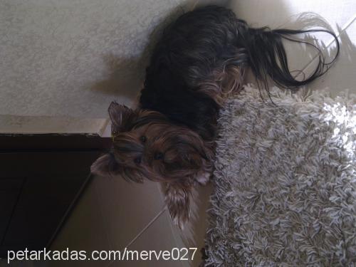 flafİ Erkek Yorkshire Terrier