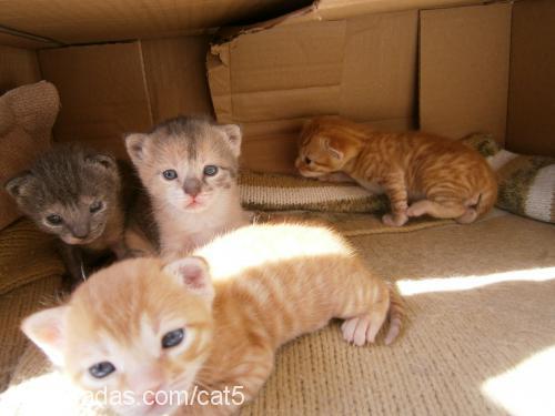 yavrular Dişi American Shorthair