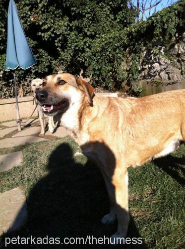 angel Dişi Alman Çoban Köpeği