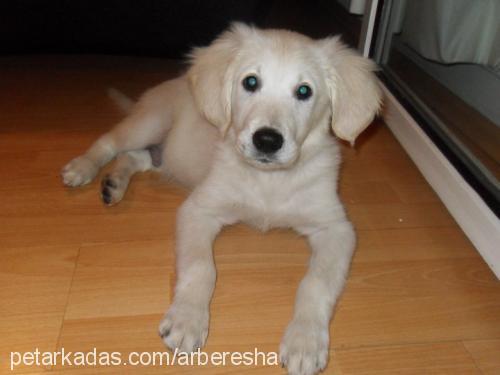 hektor Erkek Golden Retriever