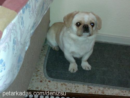 puffy Erkek Pekingese