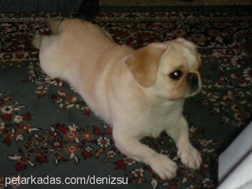 puffy Erkek Pekingese