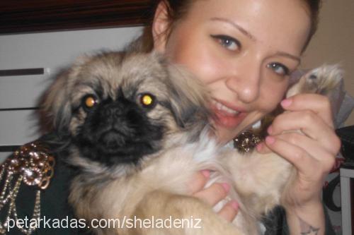 shela Dişi Pekingese