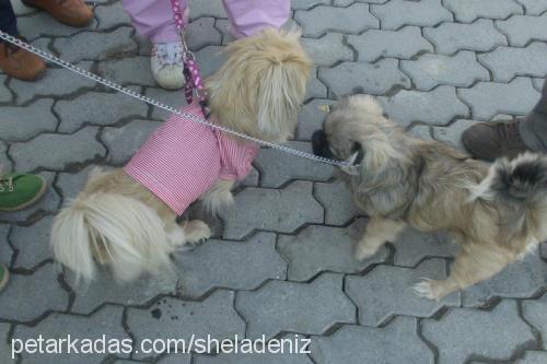 shela Dişi Pekingese