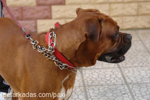 paxi Erkek Boxer