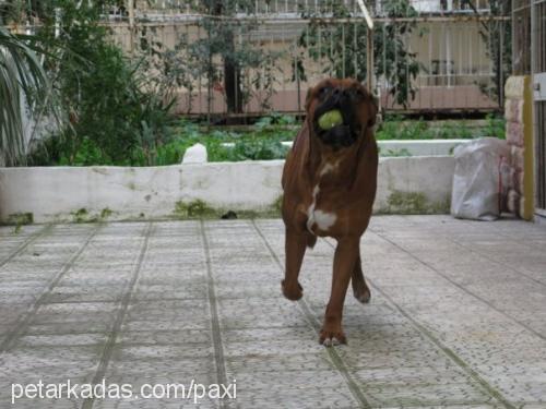 paxi Erkek Boxer