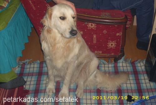 paşa Erkek Golden Retriever