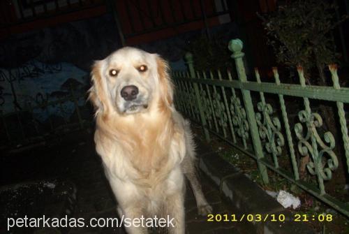 paşa Erkek Golden Retriever