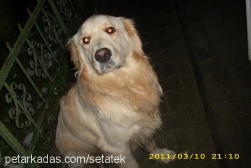 paşa Erkek Golden Retriever