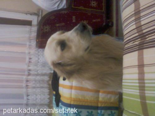 paşa Erkek Golden Retriever