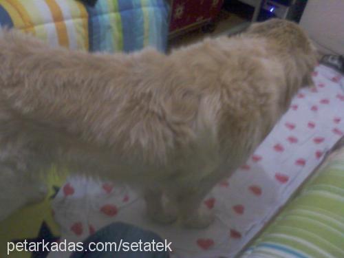 paşa Erkek Golden Retriever