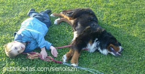 senolszn Erkek Bernese Dağ Köpeği