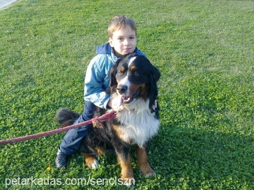 senolszn Erkek Bernese Dağ Köpeği