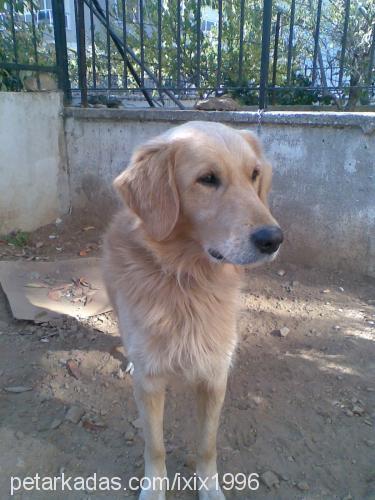 oscar Erkek Golden Retriever