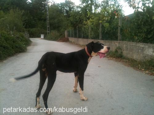 maxi Dişi Great Dane (Danua)