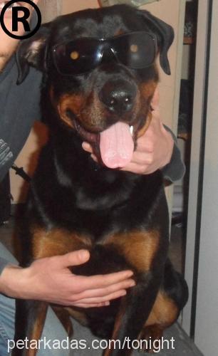 narko Erkek Rottweiler