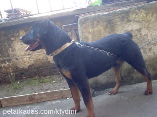 jacky Erkek Rottweiler