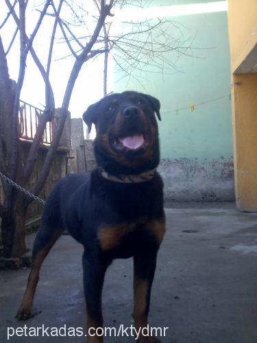 jacky Erkek Rottweiler