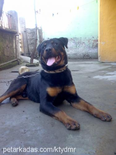 jacky Erkek Rottweiler