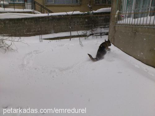 şila Dişi Alman Çoban Köpeği