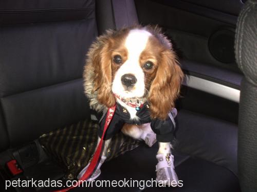 romeo Erkek Cavalier King Charles Spanieli