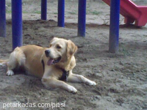 pasa Erkek Golden Retriever