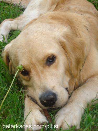 pasa Erkek Golden Retriever