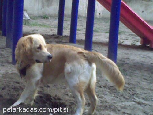 pasa Erkek Golden Retriever