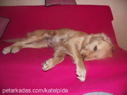 kate Dişi Golden Retriever