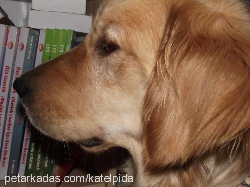 kate Dişi Golden Retriever