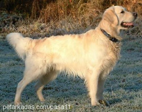 paşa Erkek Golden Retriever