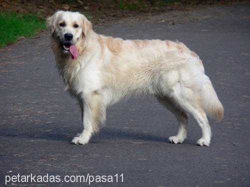 paşa Erkek Golden Retriever