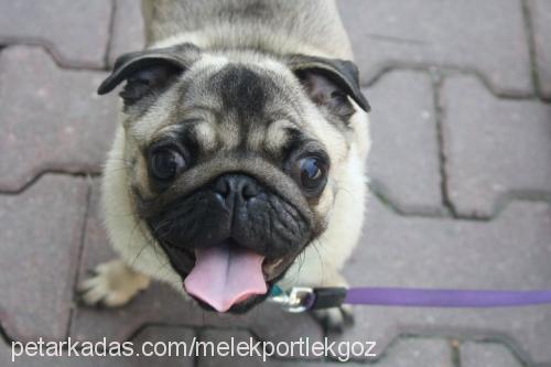 melek Dişi Pug