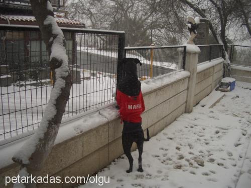 cİxy-mary Dişi Cane Corso Italiano