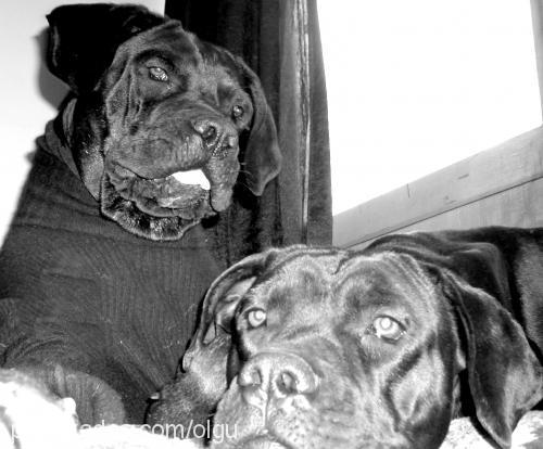 cİxy-mary Dişi Cane Corso Italiano