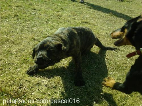 bella Dişi Cane Corso Italiano