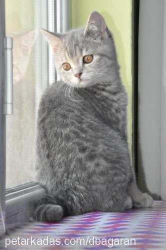 duman Erkek British Shorthair