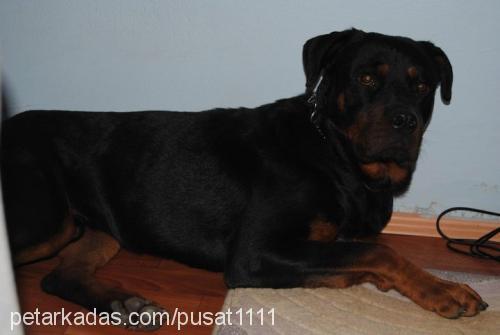 paşa Erkek Rottweiler