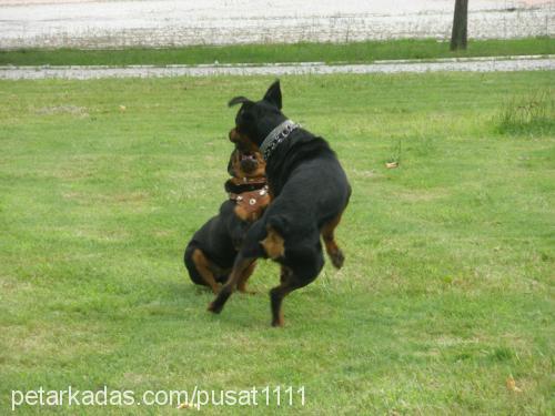 paşa Erkek Rottweiler