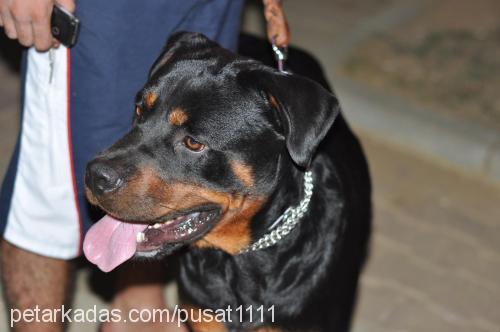 paşa Erkek Rottweiler