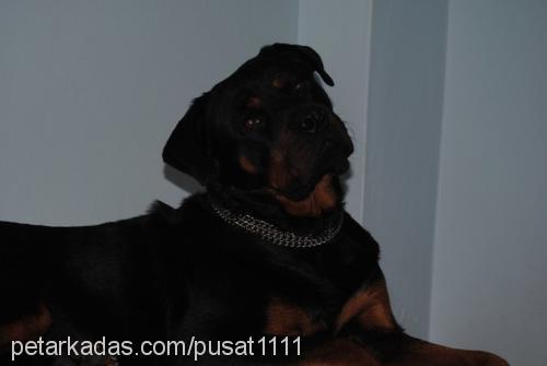 paşa Erkek Rottweiler