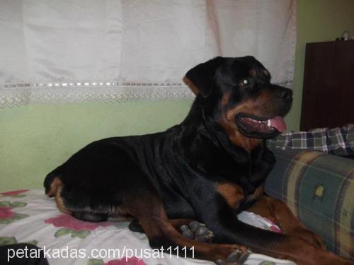 paşa Erkek Rottweiler