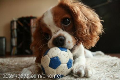 Çiko Dişi Cavalier King Charles Spanieli