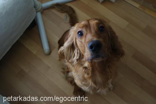 roxy Erkek İngiliz Cocker Spaniel