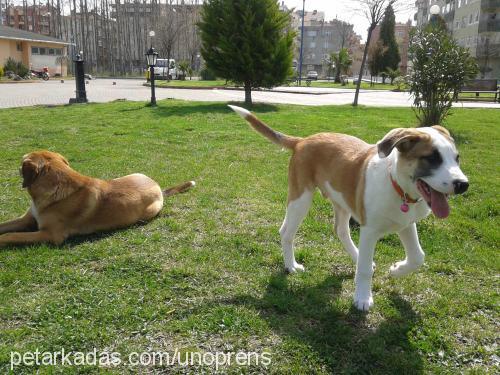 Şans Erkek Sokö (Sokak Köpeği)